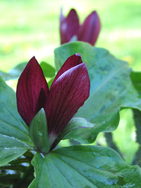 Trillium chloropetalum